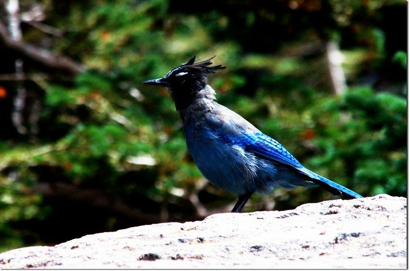 Steller&apos;s Jay 2