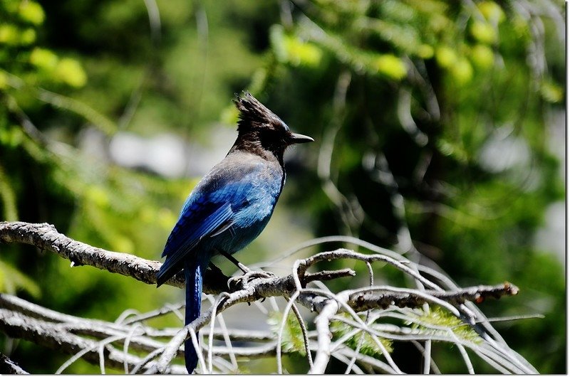 Steller&apos;s Jay 3