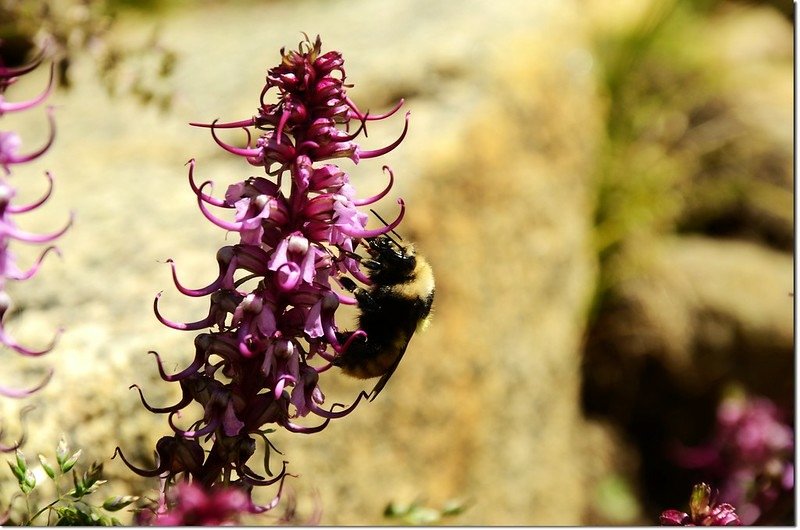 Elephant Head Flower 2