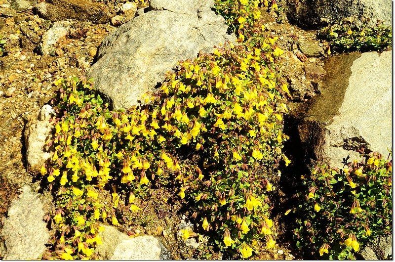 Alpine Yellow Monkey Flower