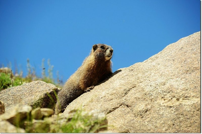 Marmot