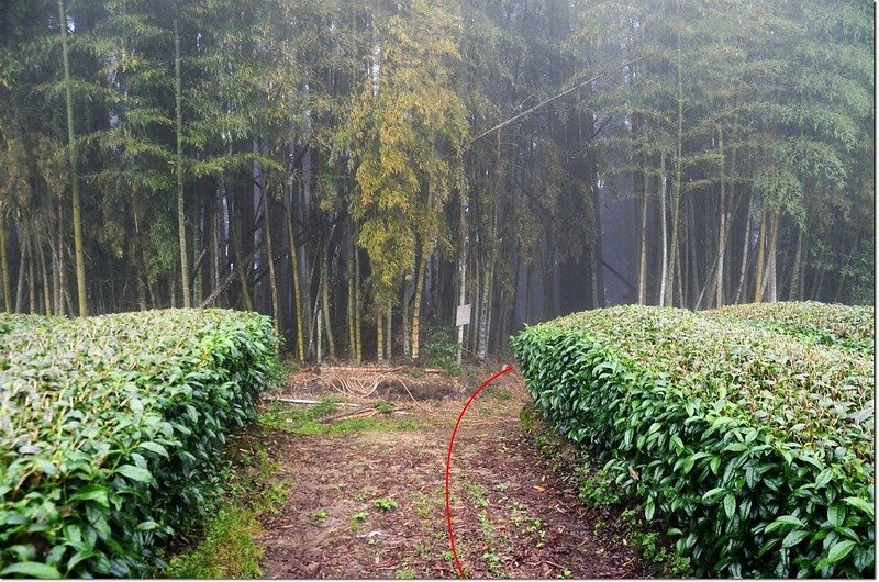 奮箕山西南峰茶園上緣入口