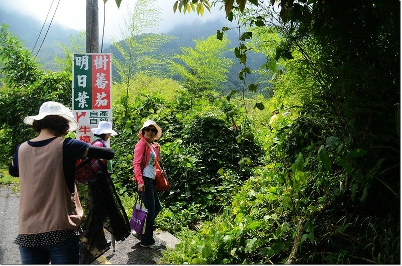 溪頭停車場鳳凰山登山口