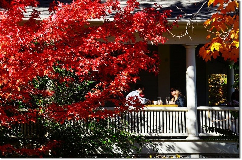 Sugar maple in Fall, Chautauqua, Boulder 6