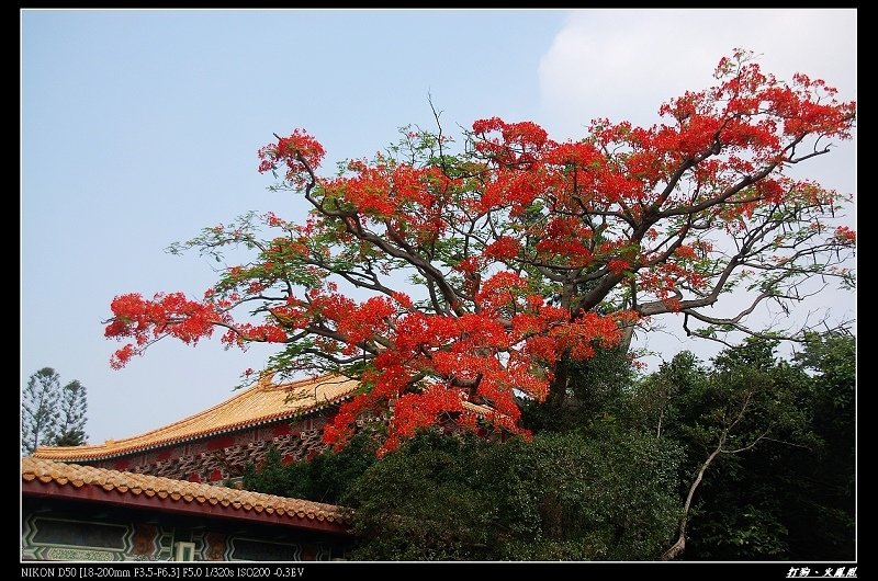 鳳凰花開