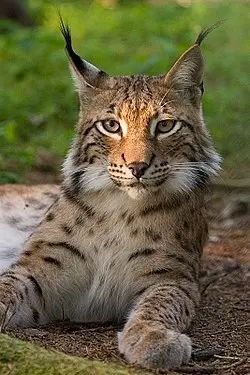 250px-Lynx_lynx_poing.jpg