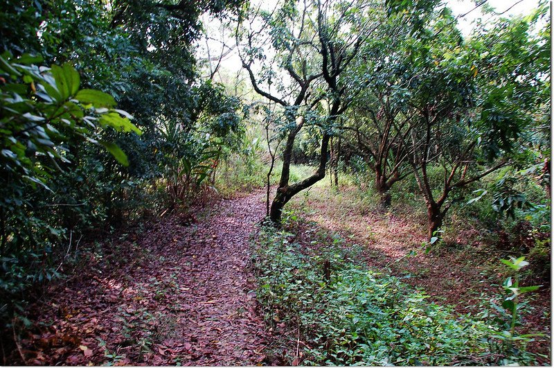 三重溪山果園產道