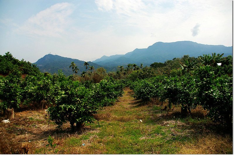 六重溪山產道東眺大棟山系