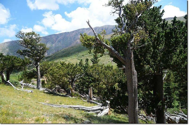 Bristlecone pine