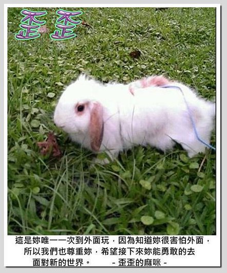  [動物溝通回饋６５，兔]　跳兔子舞的歪歪