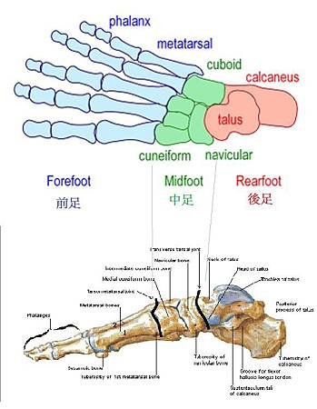 前中後足