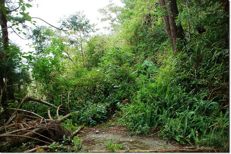 出雲山林道崩塌處 6