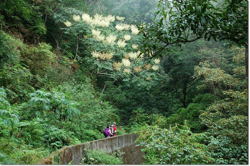 出雲山林道 (15)