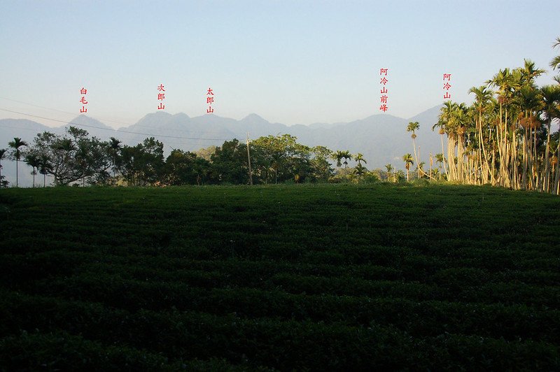 烏來山茶園