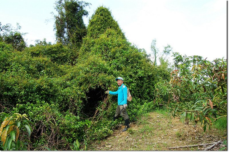 芋匏山果園頂端登山口