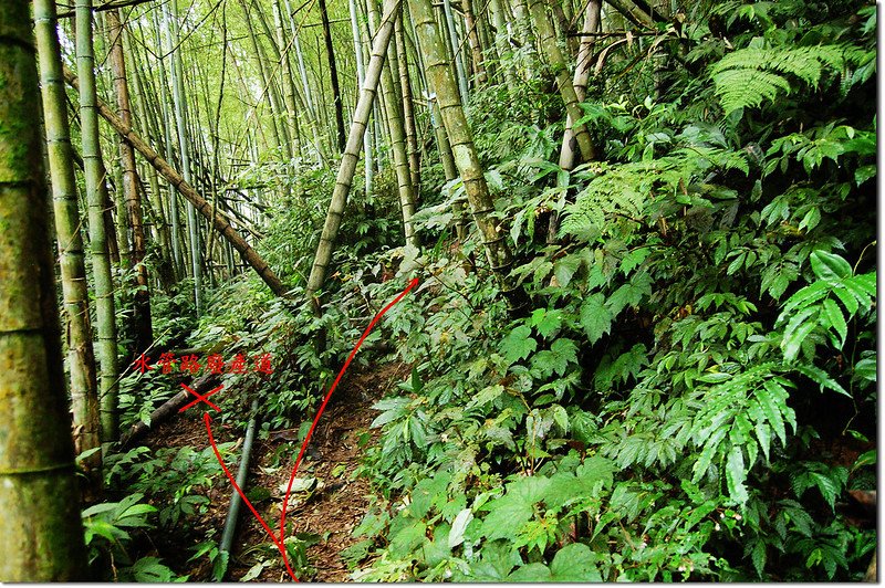 足鉾安山南峰竹林區