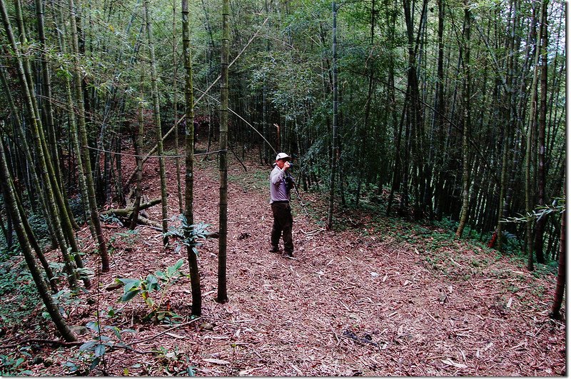 阿作山北鞍竹林