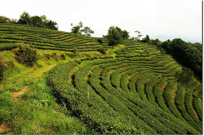 眉溪山茶園 1