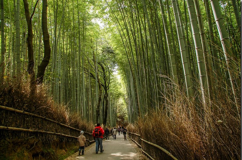 嵐山竹林小徑 1