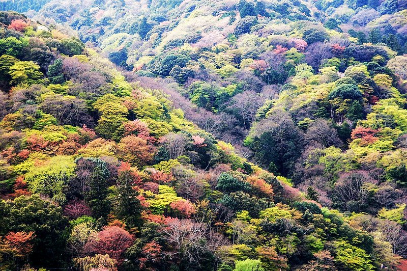 嵐山山景 1