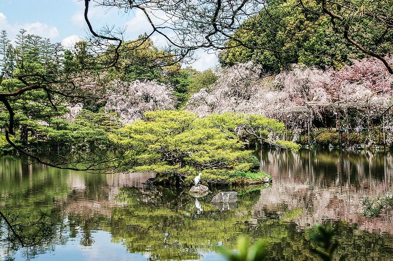 平安神宮賞櫻 (22)