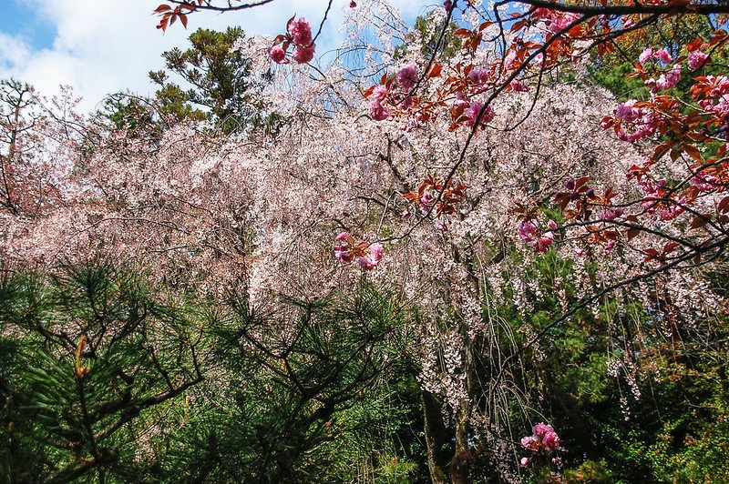 平安神宮賞櫻 (17)