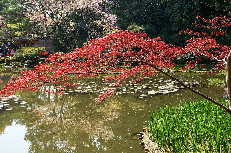 平安神宮賞櫻 (12)