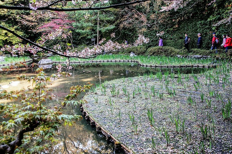 平安神宮賞櫻 (10)