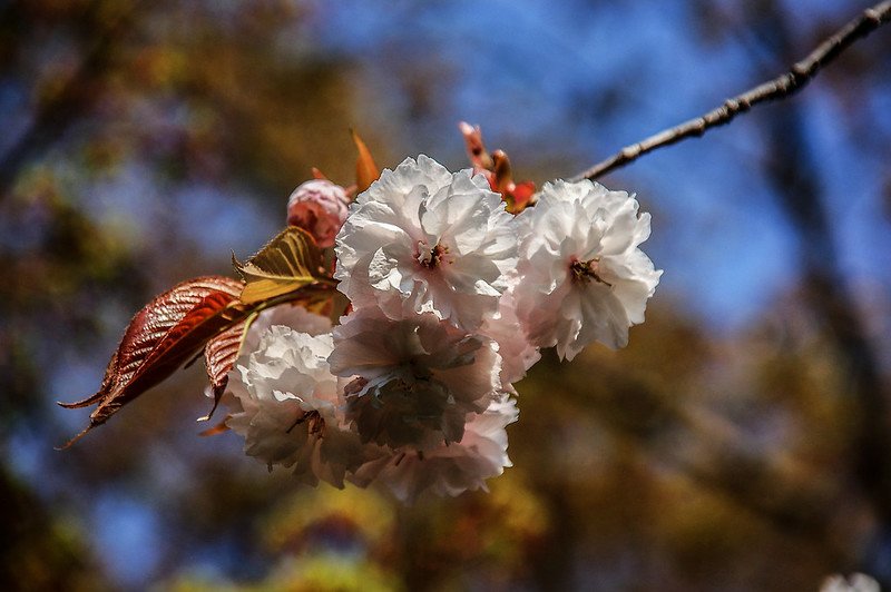 平安神宮賞櫻 (6)