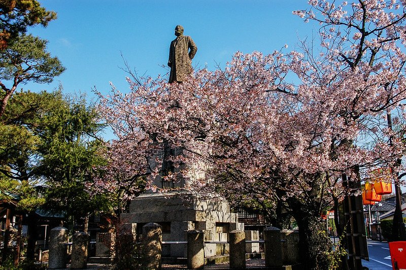 舟津公園(舟津温泉薬師堂)之櫻 (14)