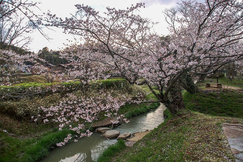 石川縣九谷燒美術館庭園 (13)