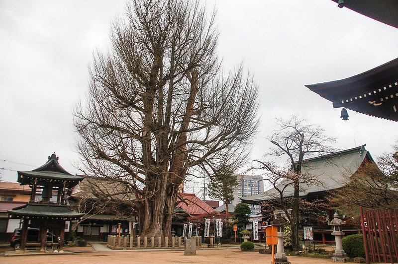 飛驒國分寺內樹齡約1,250年的銀杏樹 1