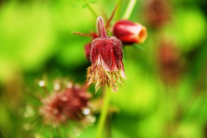 Prairie smoke(Old man&apos;s Whiskers) 3