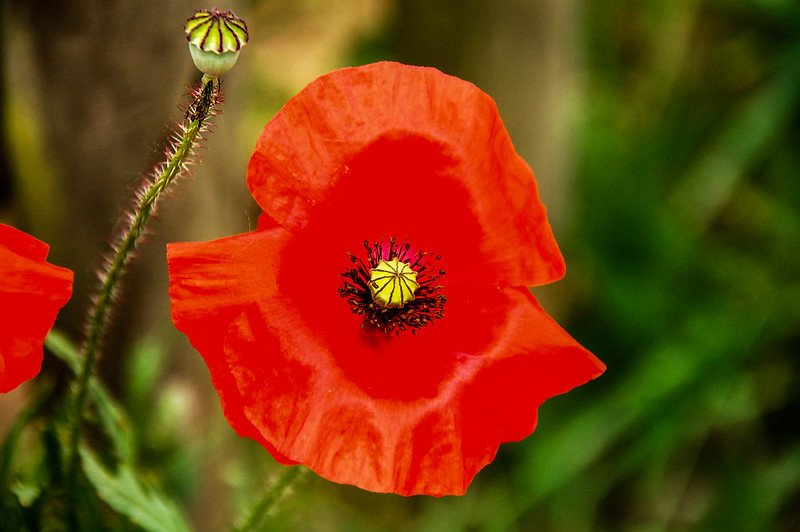 Red poppy flower