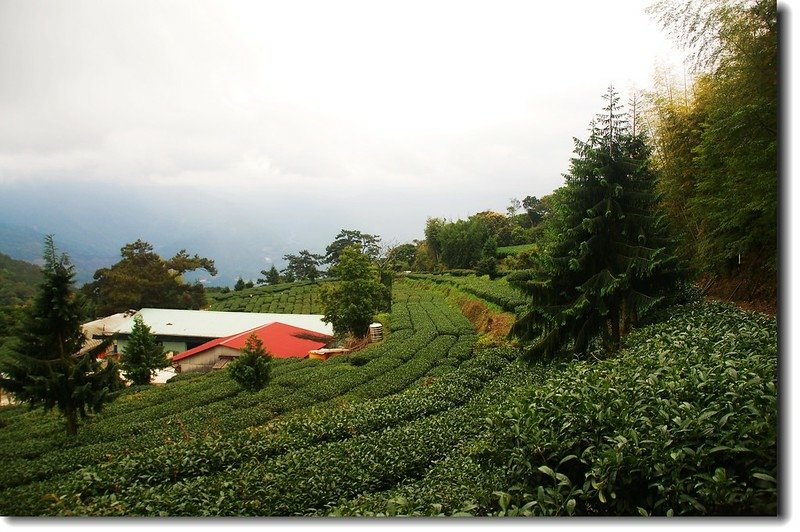 舊武界越山茶園登山口 3