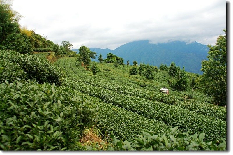 舊武界越山茶園登山口 2