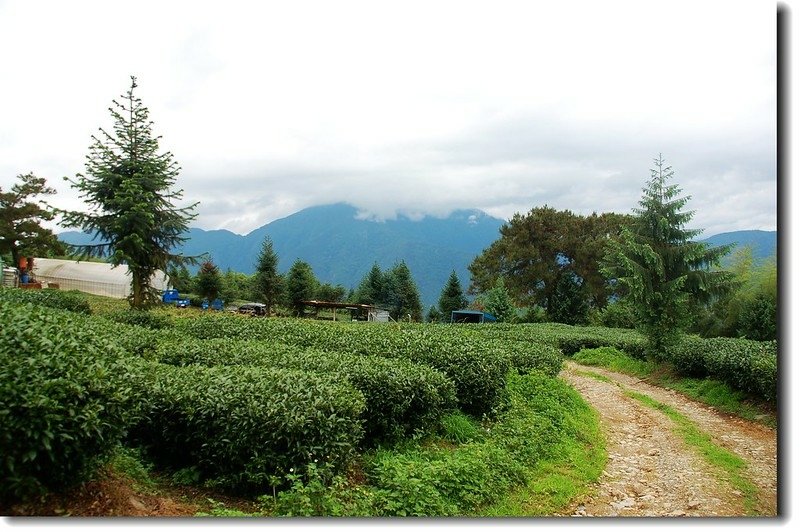 茶園北望守城大山(霧鎖山頭處) 1