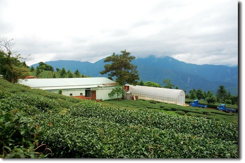 茶園北望守城大山(霧鎖山頭處) 2