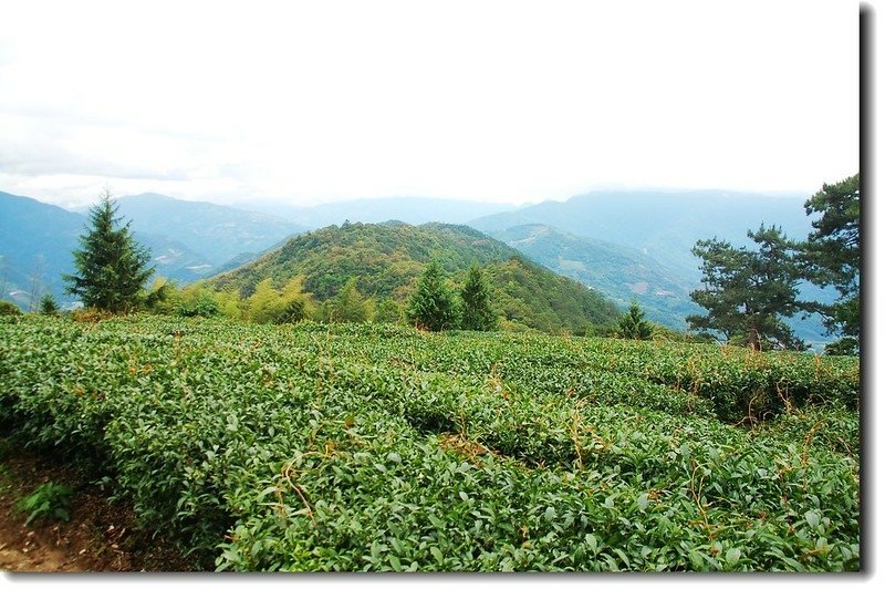 茶園東望霧社方向高峰、關頭山 1