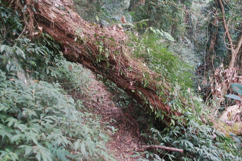 四社山登山小徑 3