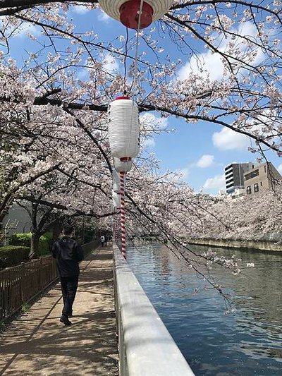 2023 | 東京賞櫻 DAY 1