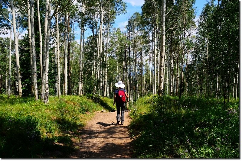 The Meadow Creek Trail winds through an aspen forest