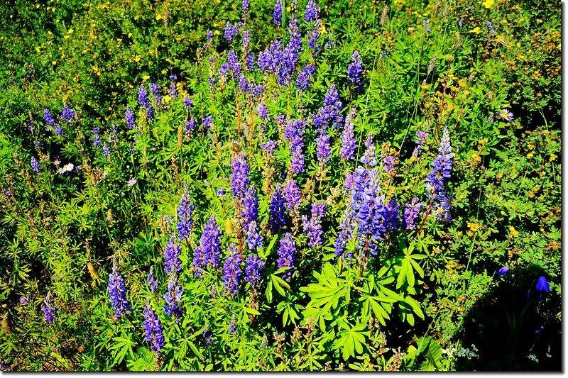 Arroyo Lupine