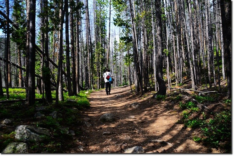 The Meadow Creek Trail winds through a pine forest 3