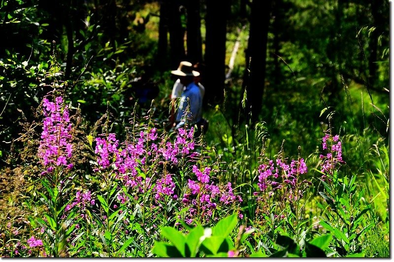 Wildflowers blooming along the trail (10)