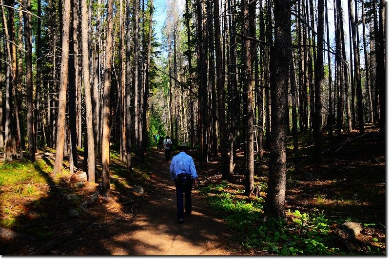 The Meadow Creek Trail winds through a pine forest 2