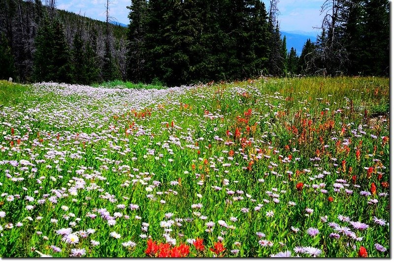 Wildflowers blooming along the trail (28)