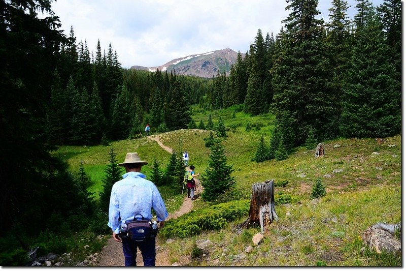 The first of several meadows that provide a welcome break to the dark forest