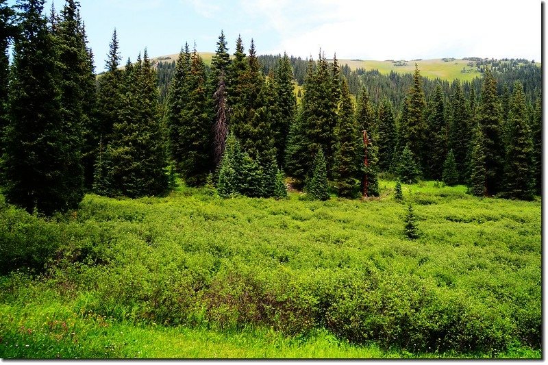 The first of several meadows that provide a welcome break to the dark forest.