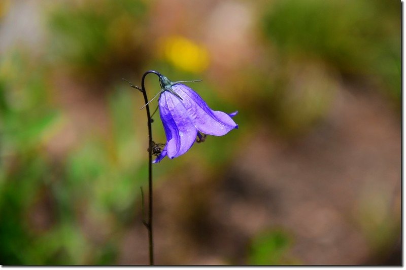 Mountain Harebell